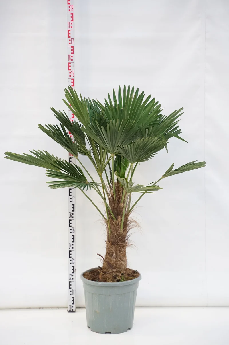 Trachycarpus wagnerianus 40 cm stam C25 (25 liters kruka)
