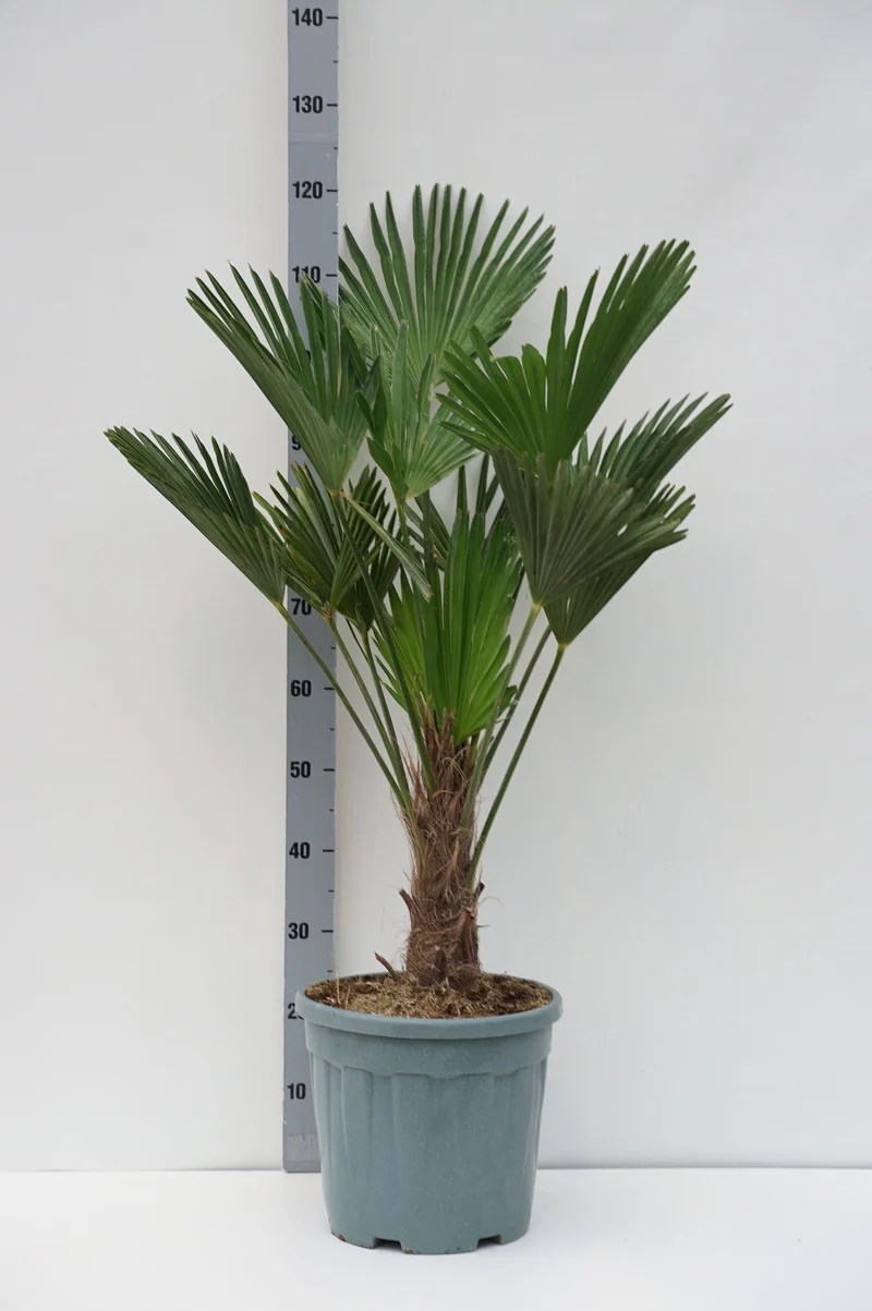 Trachycarpus wagnerianus 35 cm stam C20 (20 liters kruka)