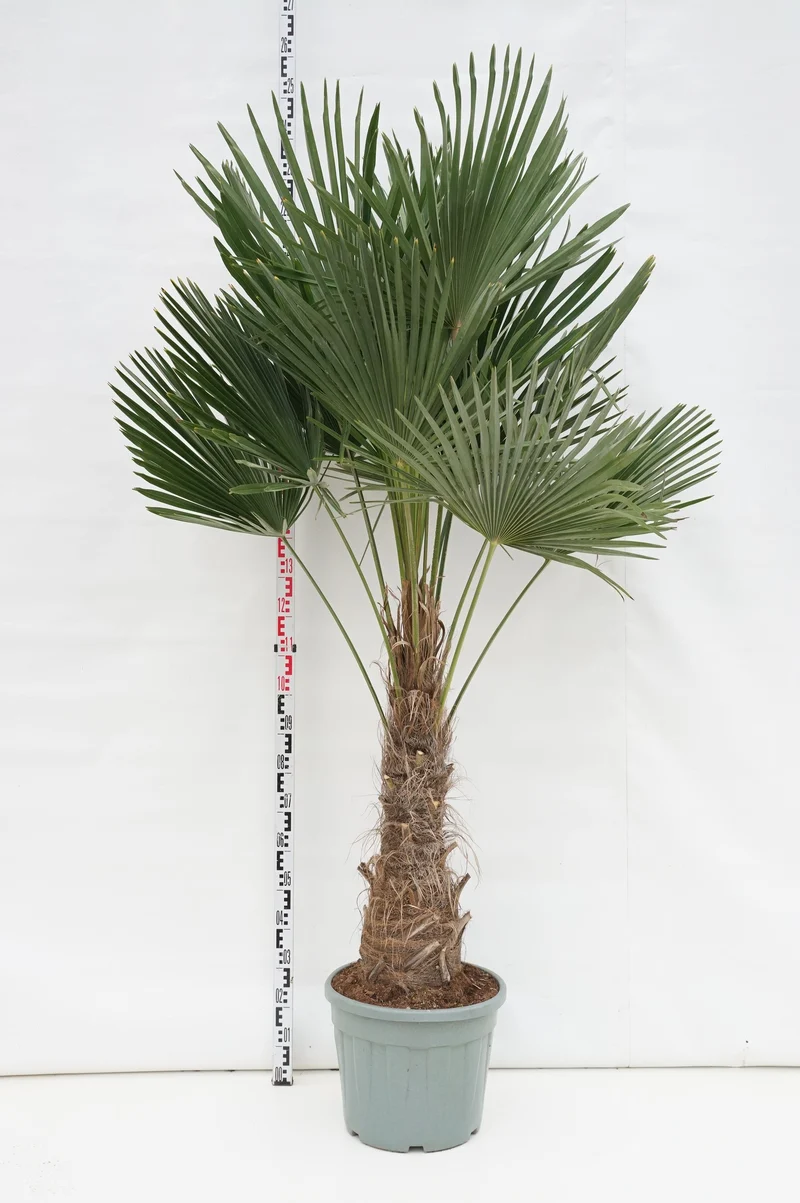 Trachycarpus fortunei 50 cm stam C35 (35 liters kruka)
