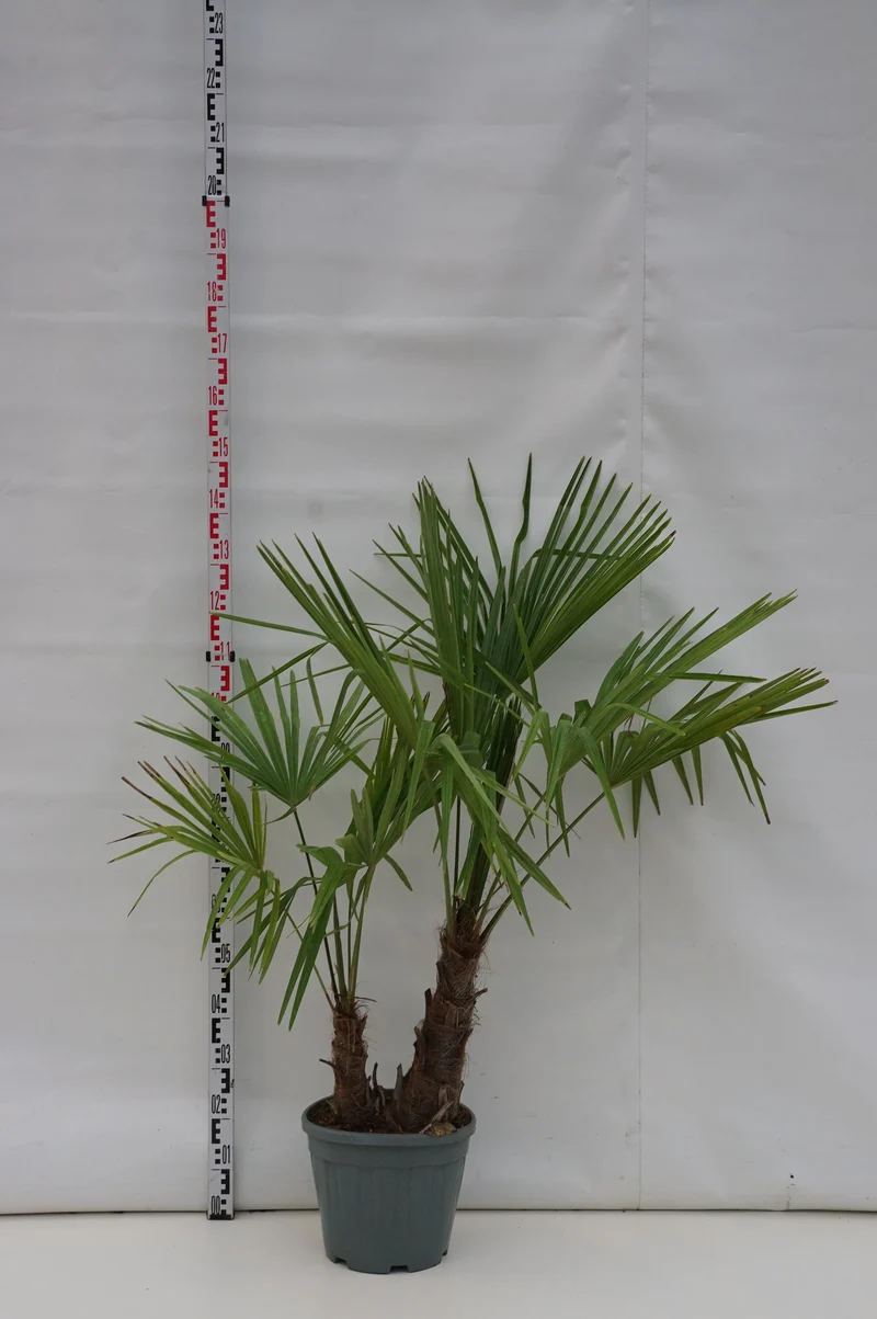 Trachycarpus fortunei 2 stammar C15 (15 liters kruka)