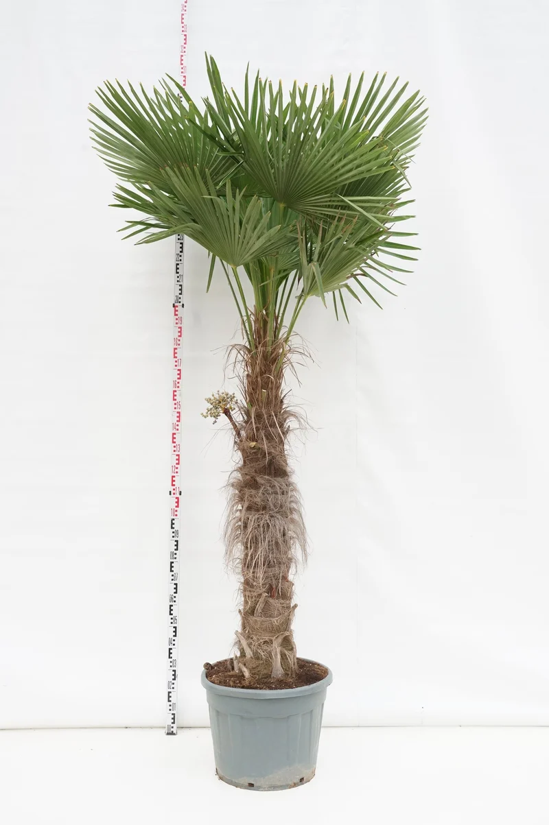 Trachycarpus fortunei 110 cm stam C70 (70 liters kruka)