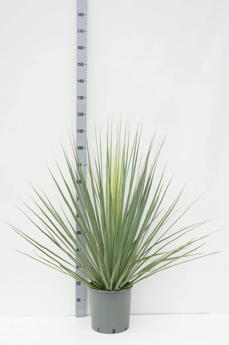 Nolina Nelsonii C10 (10 liters kruka)