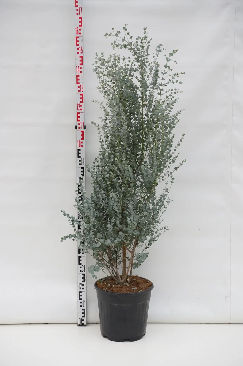 Eucalyptus gunnii 'Azura' C18 (18 liters kruka) 60-80 cm