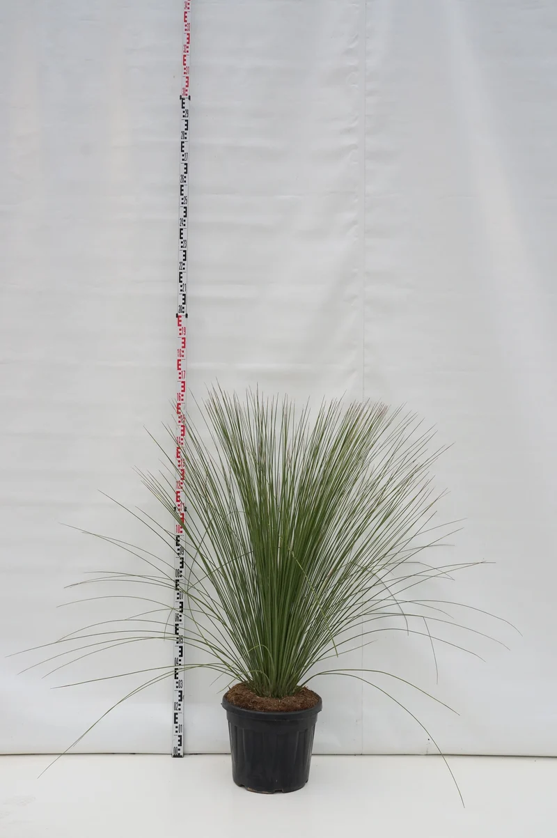 Dasylirion longissimum C35 (35 liters kruka) 80+ cm