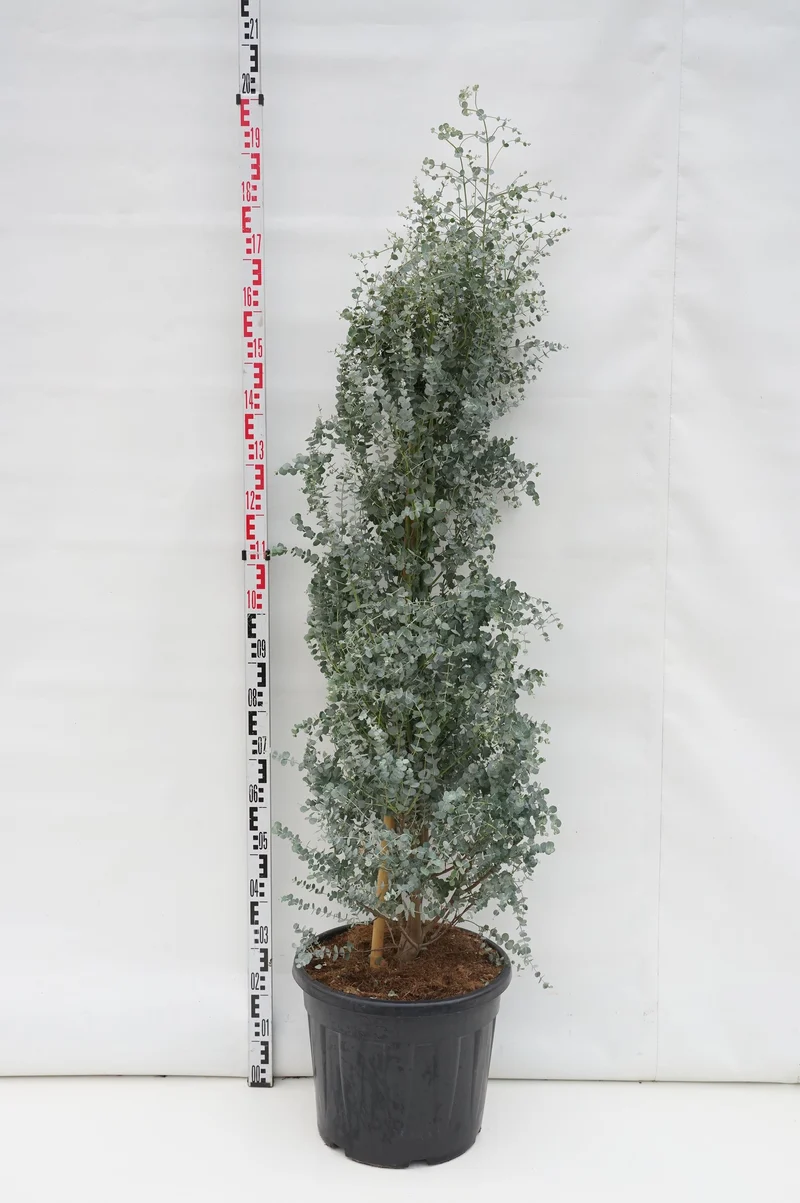 Eucalyptus gunnii 'Azura' C35 (35 liters kruka) 175-200 cm