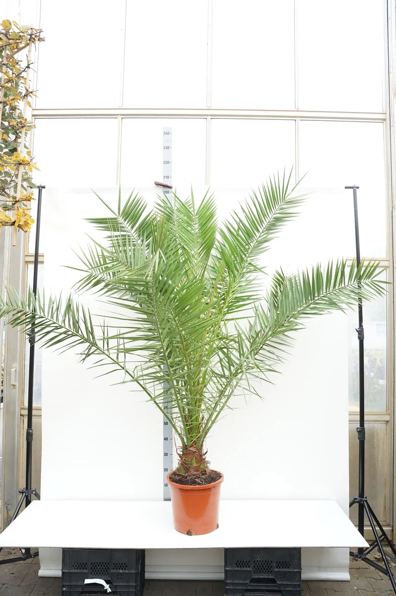 Phoenix canariensis C15 (15 liters kruka) 140-160 cm