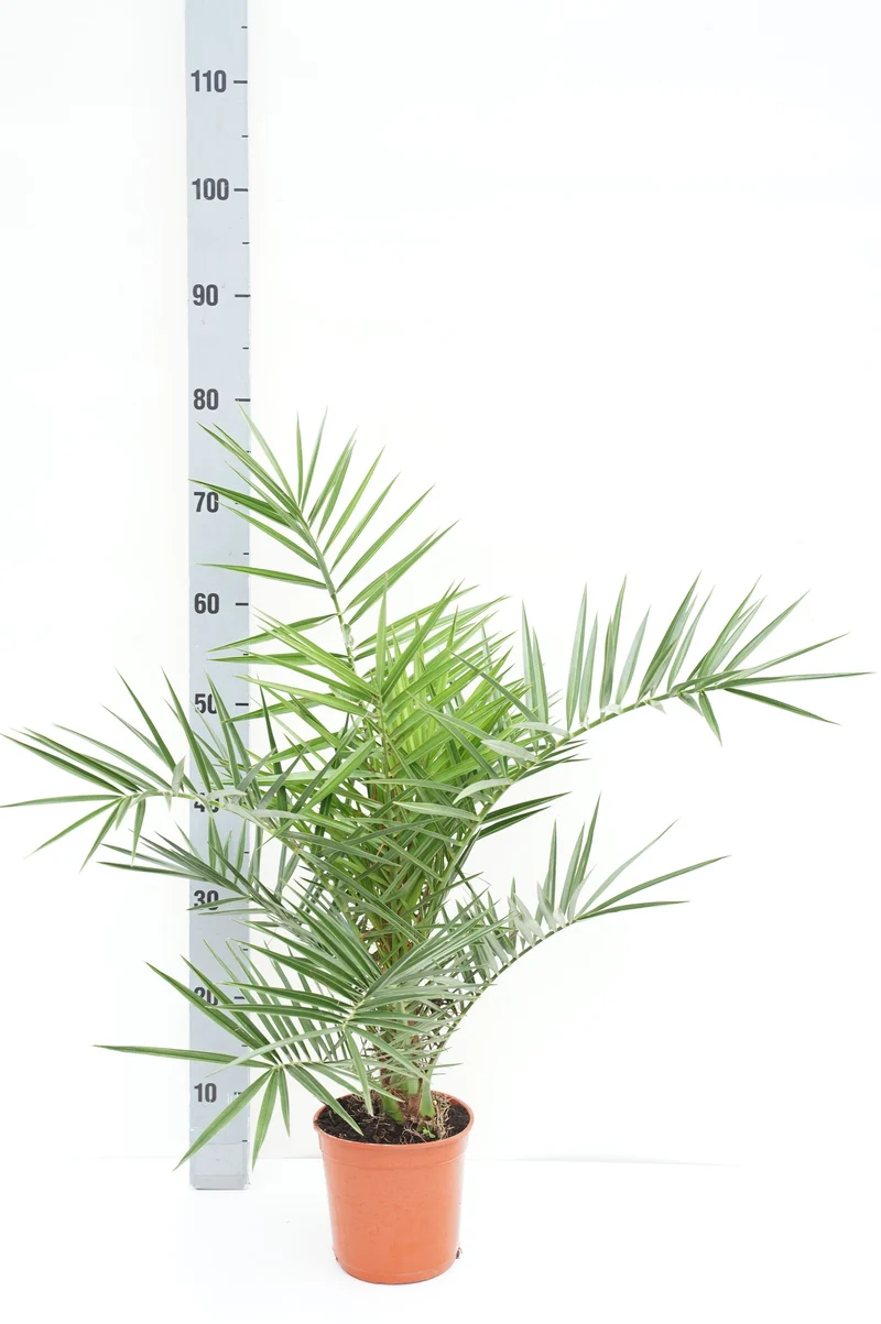 Phoenix canariensis C1,5 (1,5 liters kruka) 50-60 cm