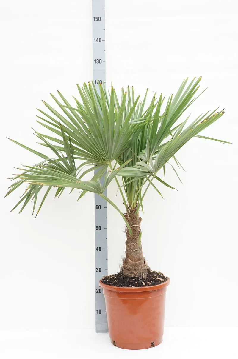 Trachycarpus fortunei 20 cm stam C15 (15 liters kruka)