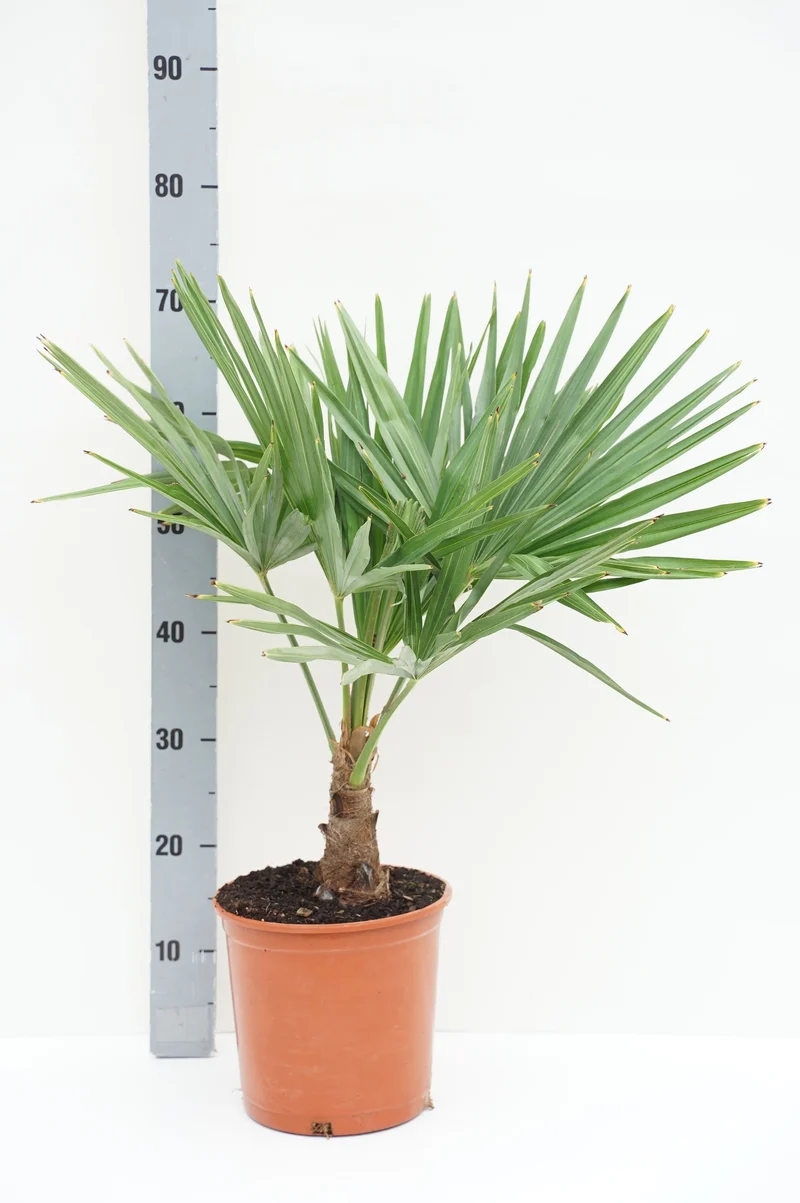 Trachycarpus fortunei C5 (5 liters kruka) / 23 cm kruka 60-80 cm
