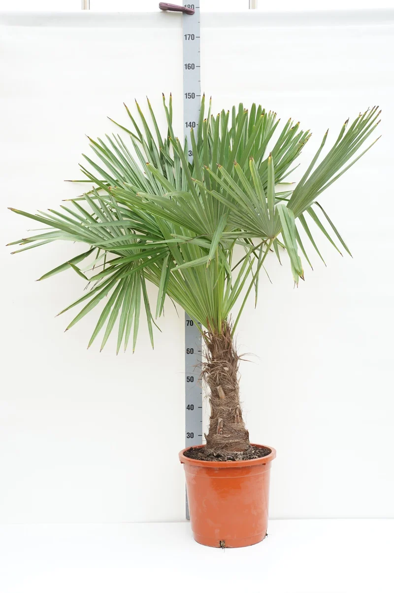 Trachycarpus fortunei 30 cm stam C15 (15 liters kruka)