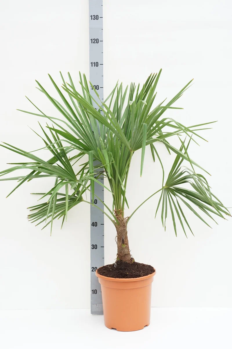 Trachycarpus fortunei C10 (10 liters kruka) 80-90 cm