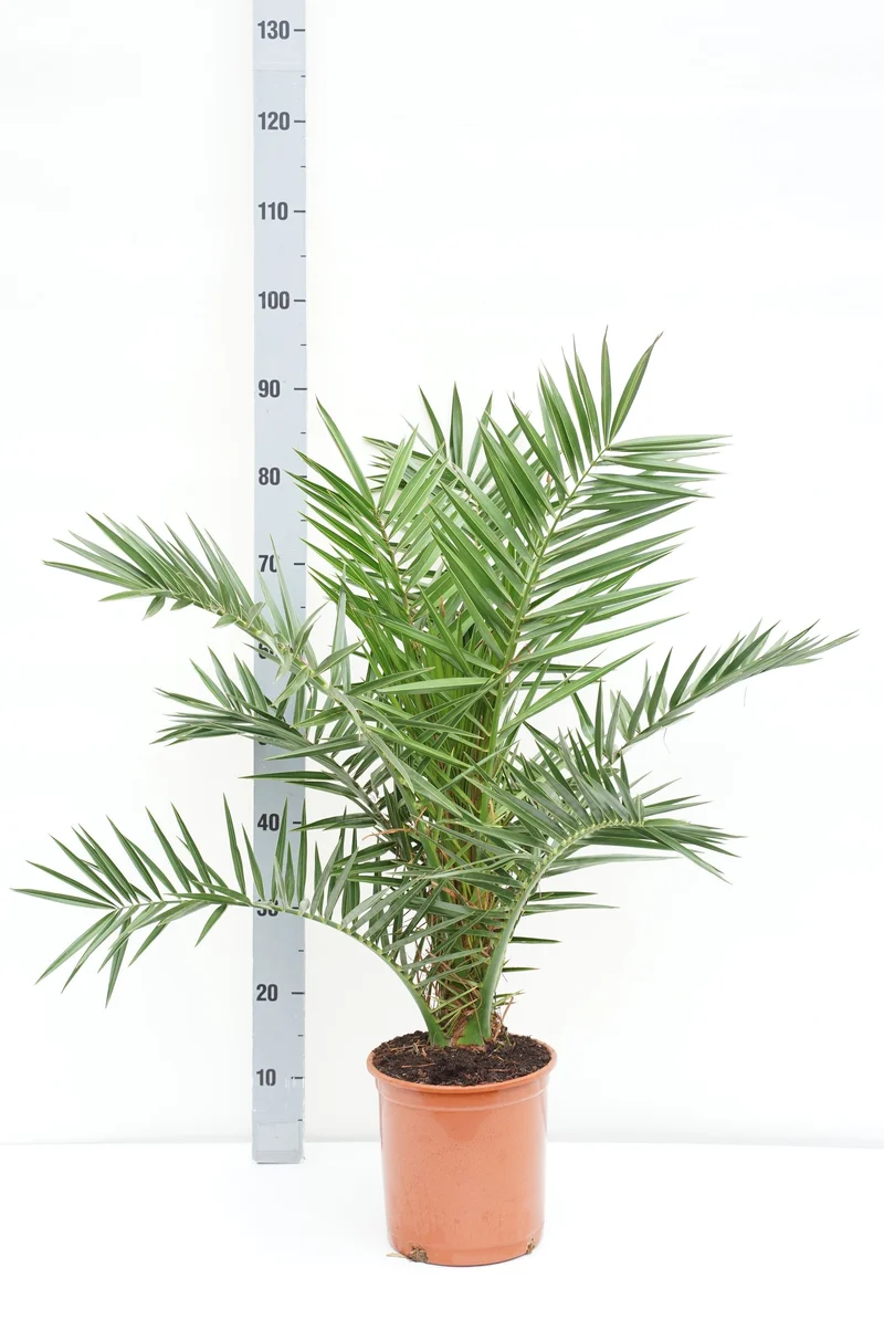 Phoenix canariensis C5 (5 liters kruka) 70-80 cm