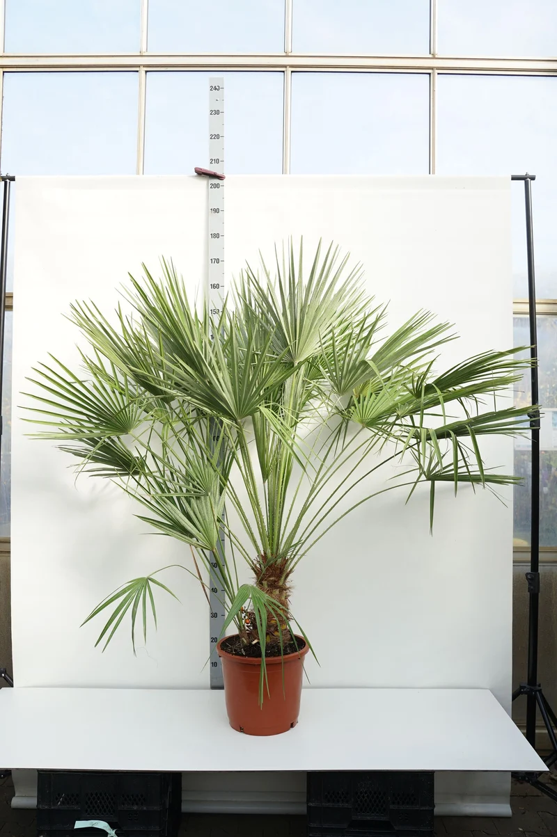 Chamaerops humilis 30 cm stam C15 (15 liters kruka)