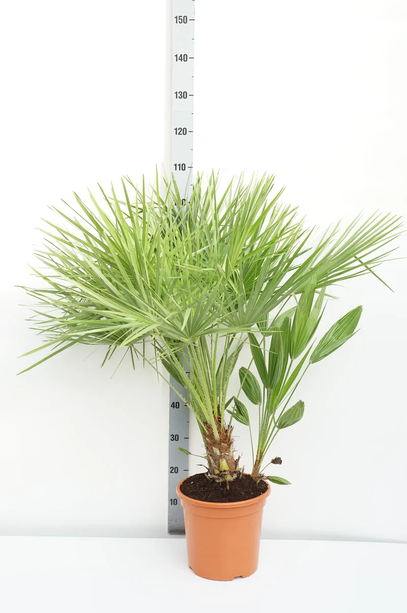 Chamaerops humilis C10 (10 liters kruka) 80-100 cm