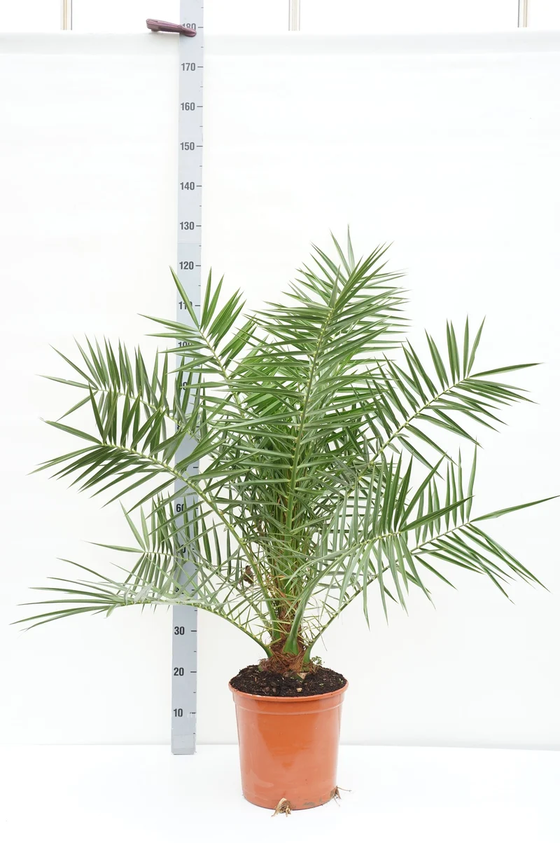 Phoenix canariensis C10 (10 liters kruka) 120-130 cm