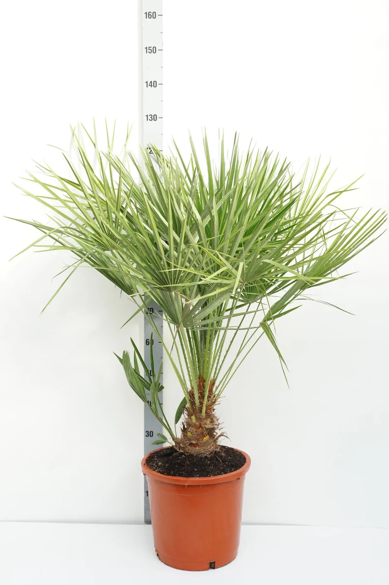 Chamaerops humilis C15 (15 liters kruka) 100-125 cm