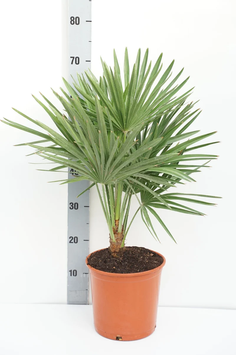 Chamaerops humilis C5 (5 liters kruka) 60-80 cm
