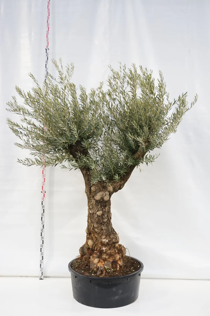 Olea europaea 'Hoji Blanca' 100-120 cm stam C150 (150 liters kruka)