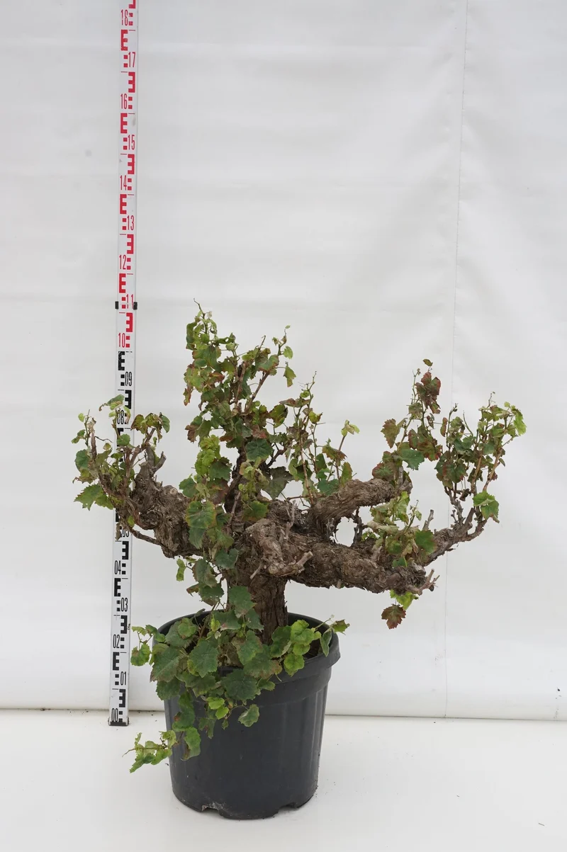 Vitis vinifera 'Bianco' 50 cm stam C45 (45 liters kruka)