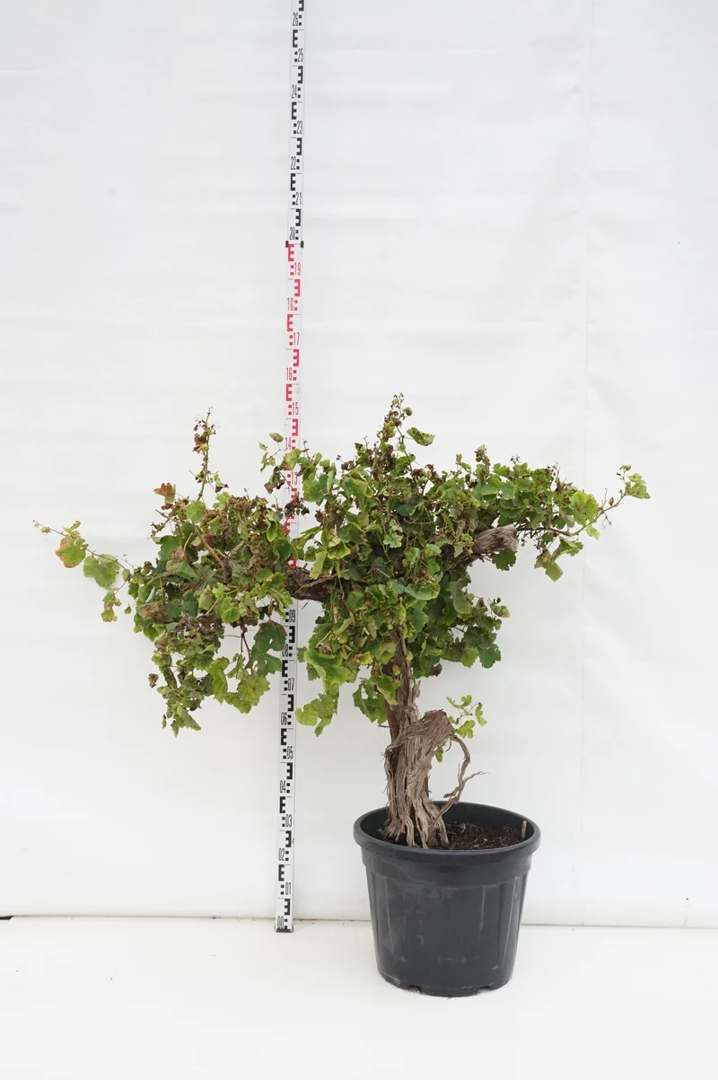 Vitis 'Moscatel' 70 cm stam, C50 (50 liters kruka)