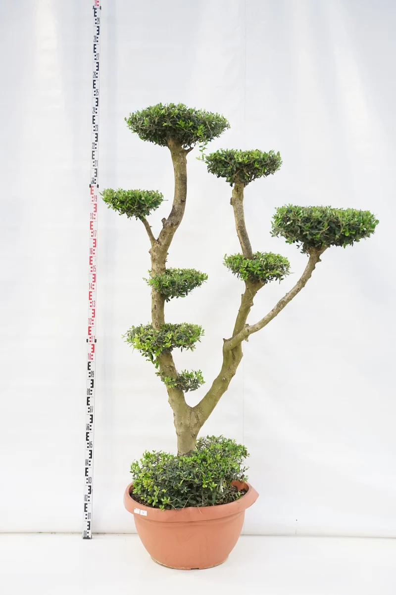 Olea europaea PONPON 180-200 cm, 50 cm kruka