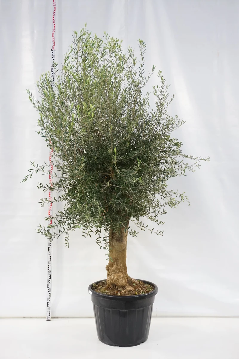 Olea europaea 80 cm stam 50/60 cm C100 (100 liters kruka)