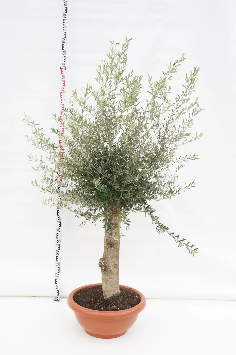 Olea europaea 60 cm stam C40 (40 liters kruka)
