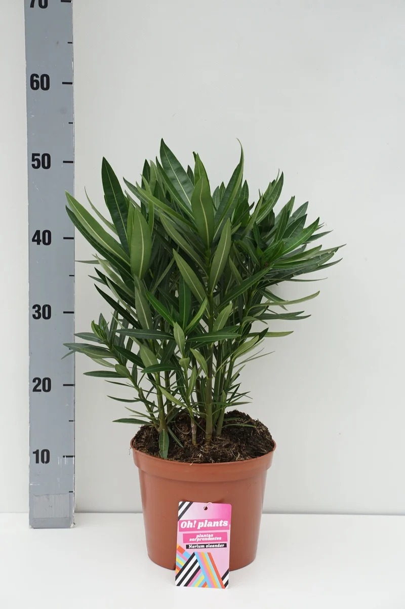 Nerium oleander (tricolor) C3 (3 liters kruka) 50-60 cm