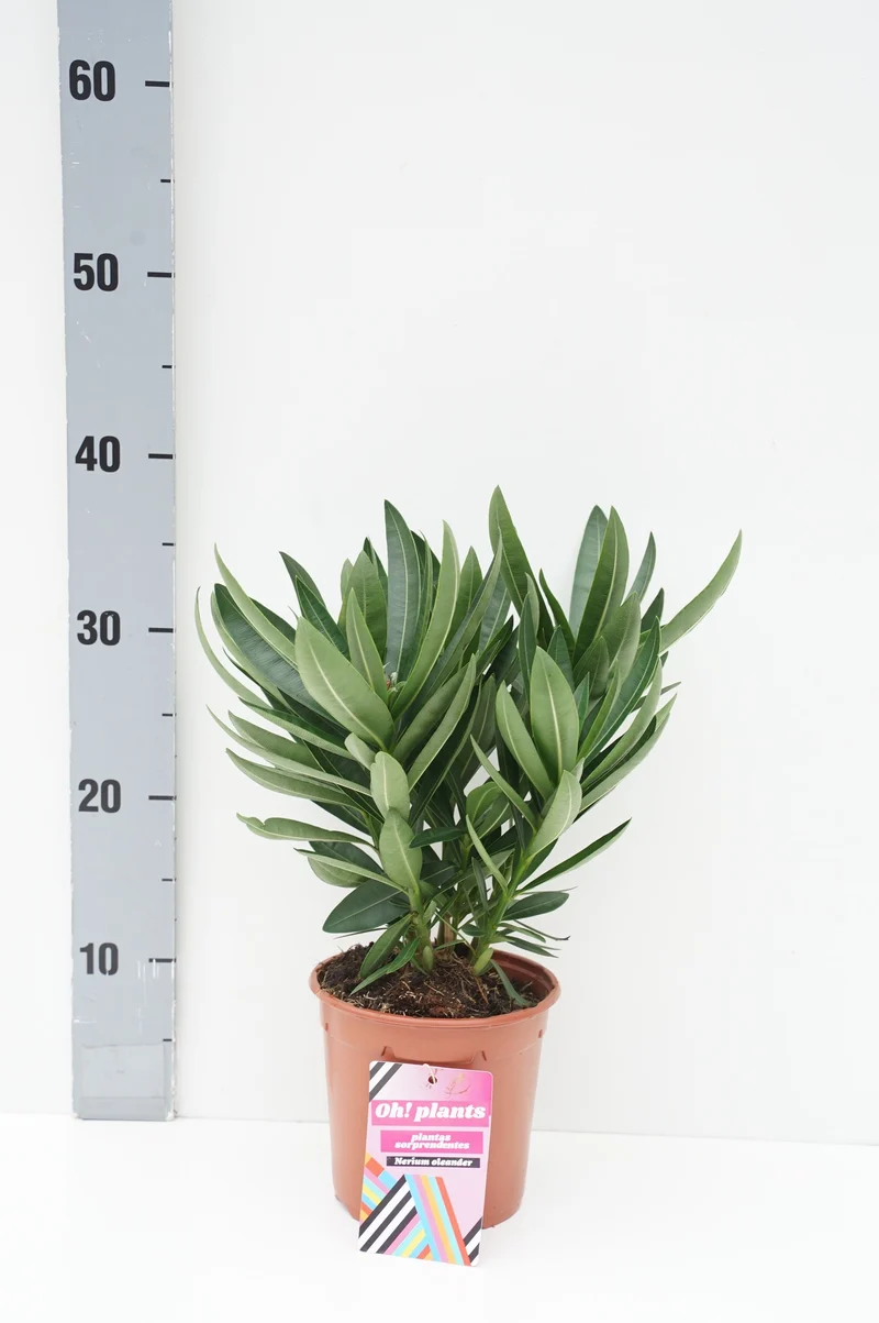 Nerium oleander C1,5 (1,5 liters kruka) 30-40 cm
