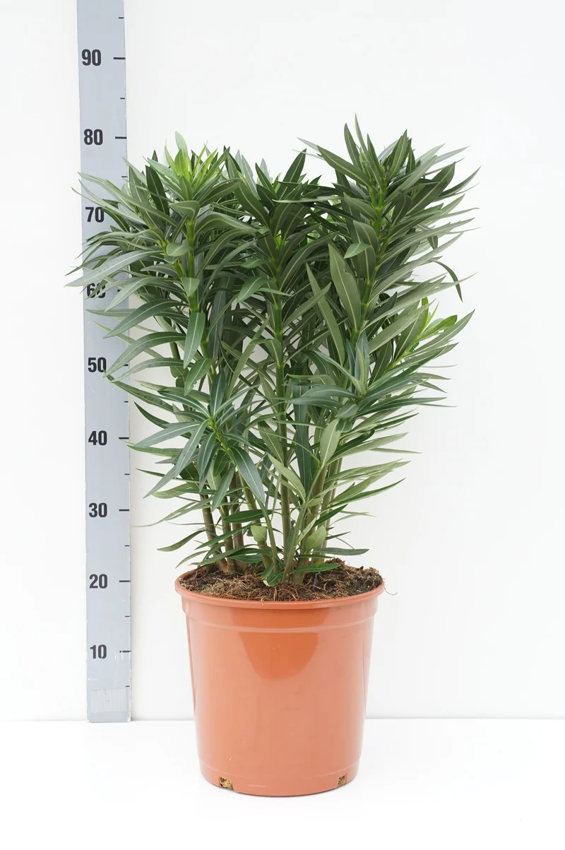 Nerium oleander (tricolor) C10 (10 liters kruka) 80-100 cm