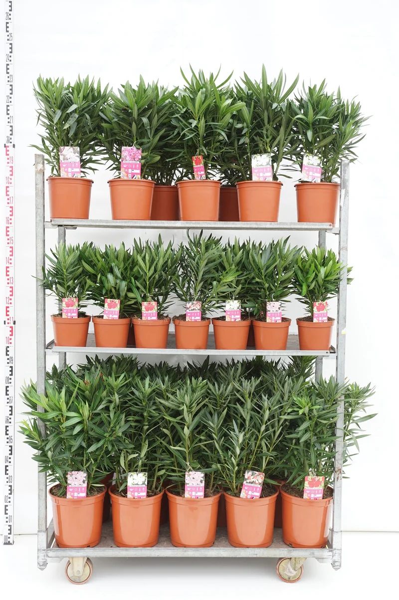 Nerium oleander mix