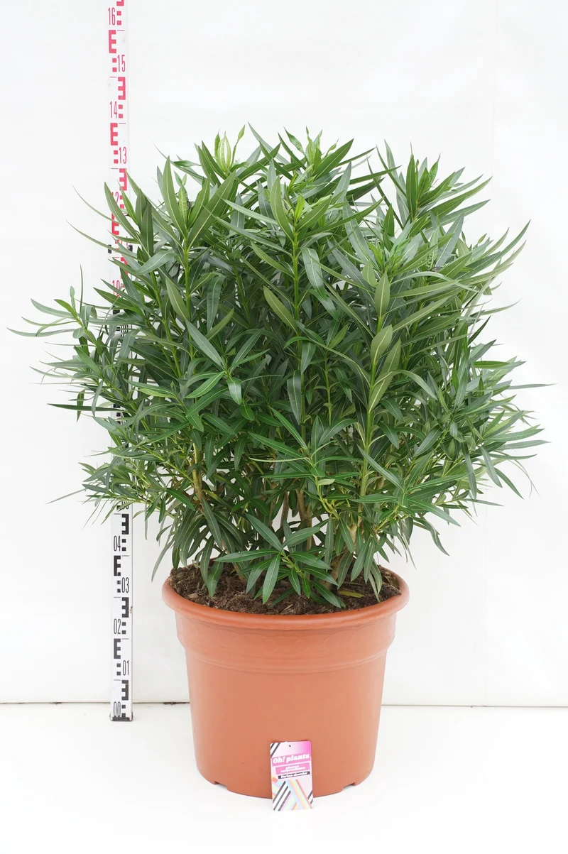 Nerium oleander C85 (85 liters kruka) 140-150 cm