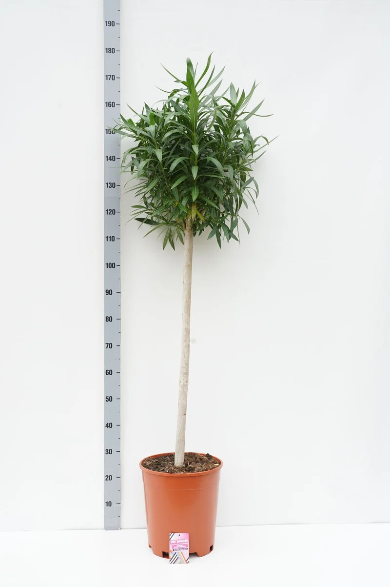 Nerium oleander 100 cm stam C18 (18 liters kruka)