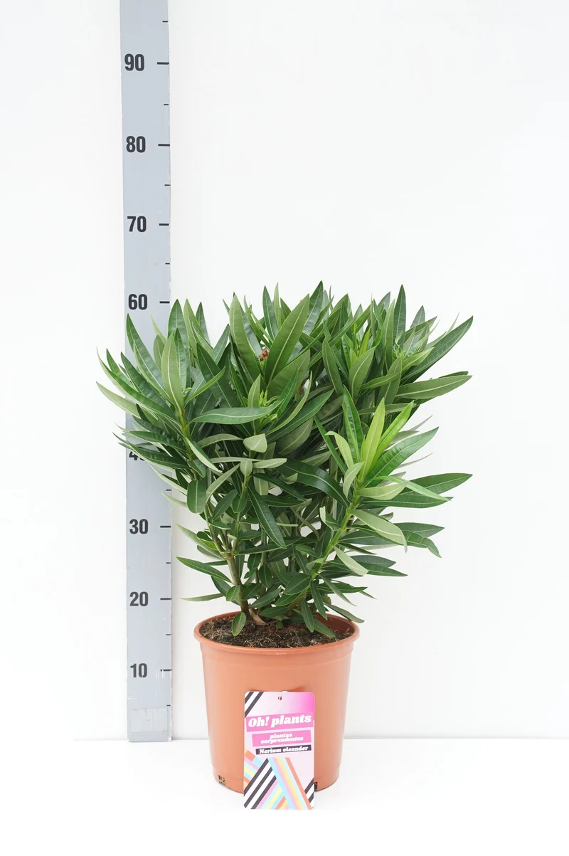 Nerium oleander C5 (5 liters kruka) 70-80 cm