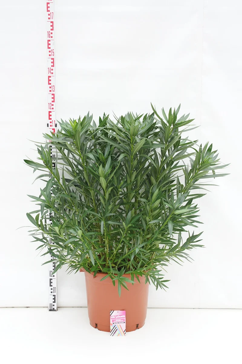 Nerium oleander C40 (40 liters kruka) 125-150 cm