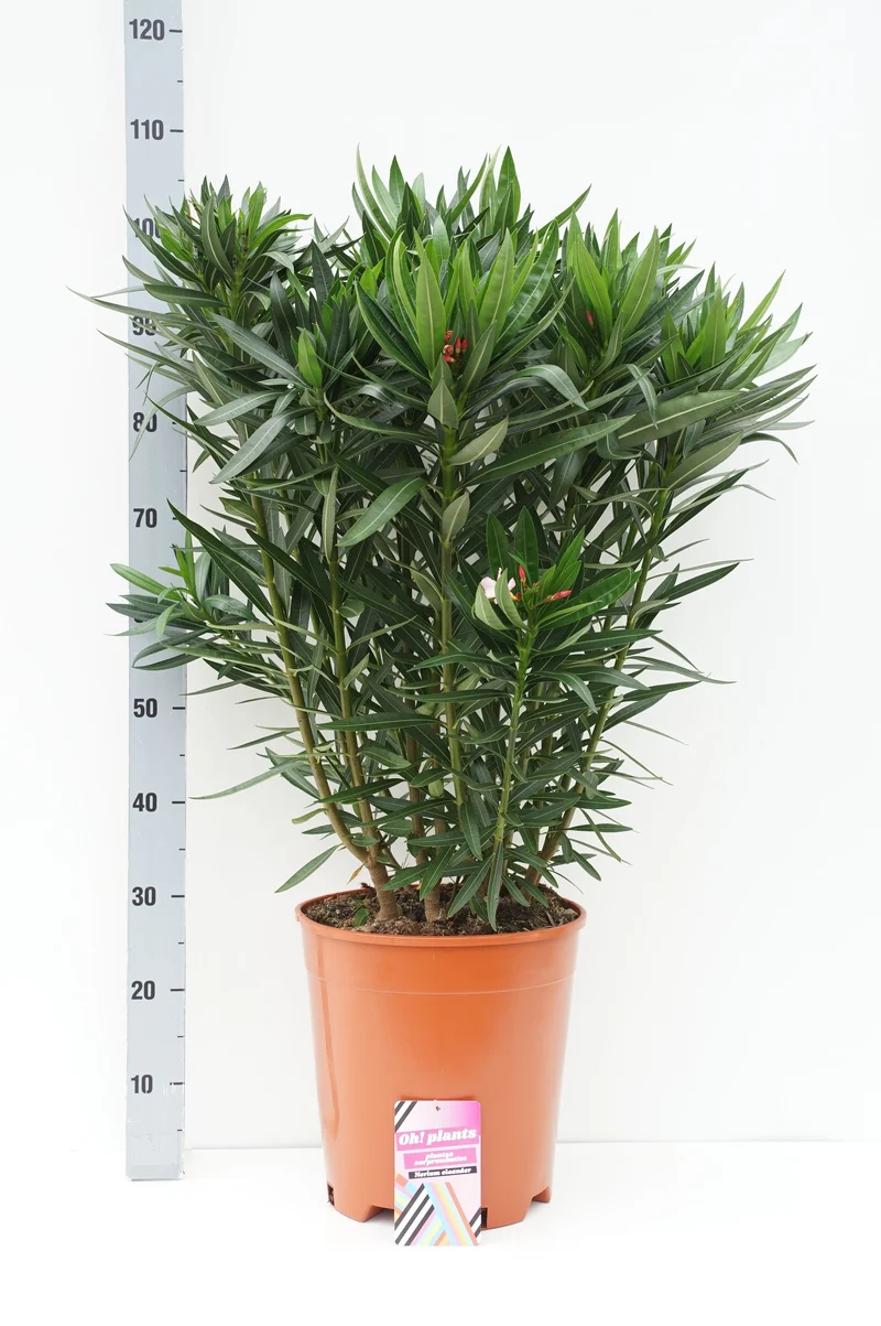 Nerium oleander C18 (18 liters kruka) 100-125 cm