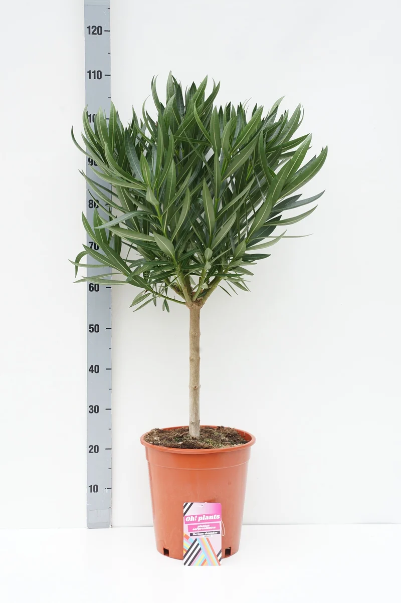 Nerium oleander 60 cm stam, C10 (10 liters kruka)