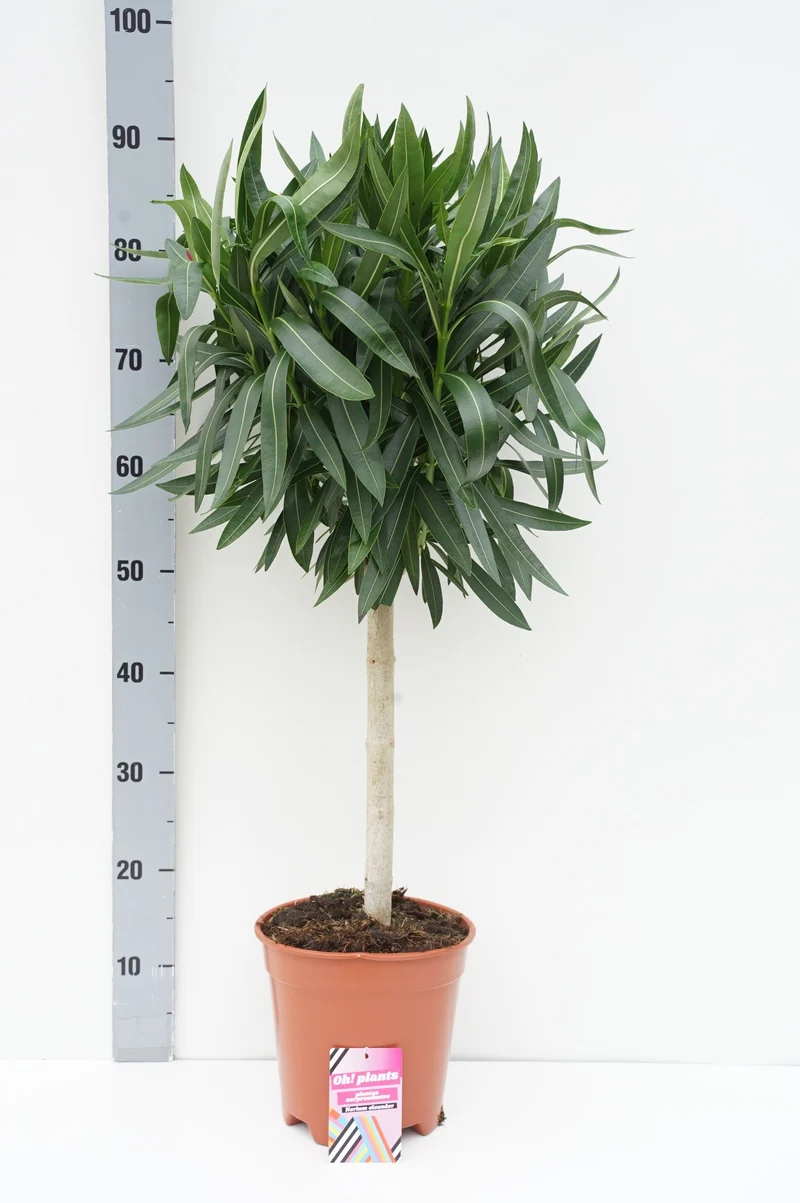 Nerium oleander 40 cm stam C5 (5 liters kruka)