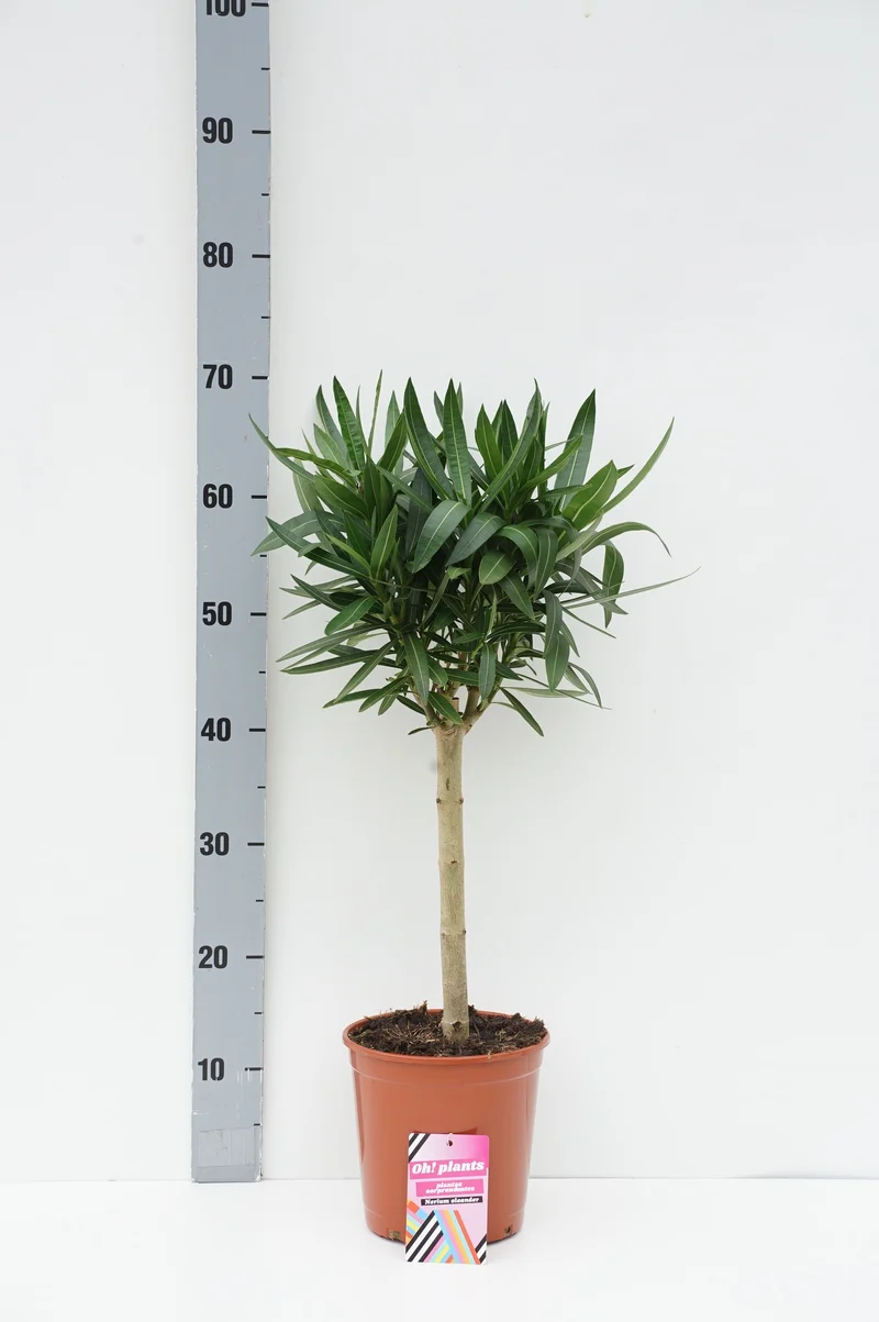 Nerium oleander 30 cm stam C3 (3 liters kruka)