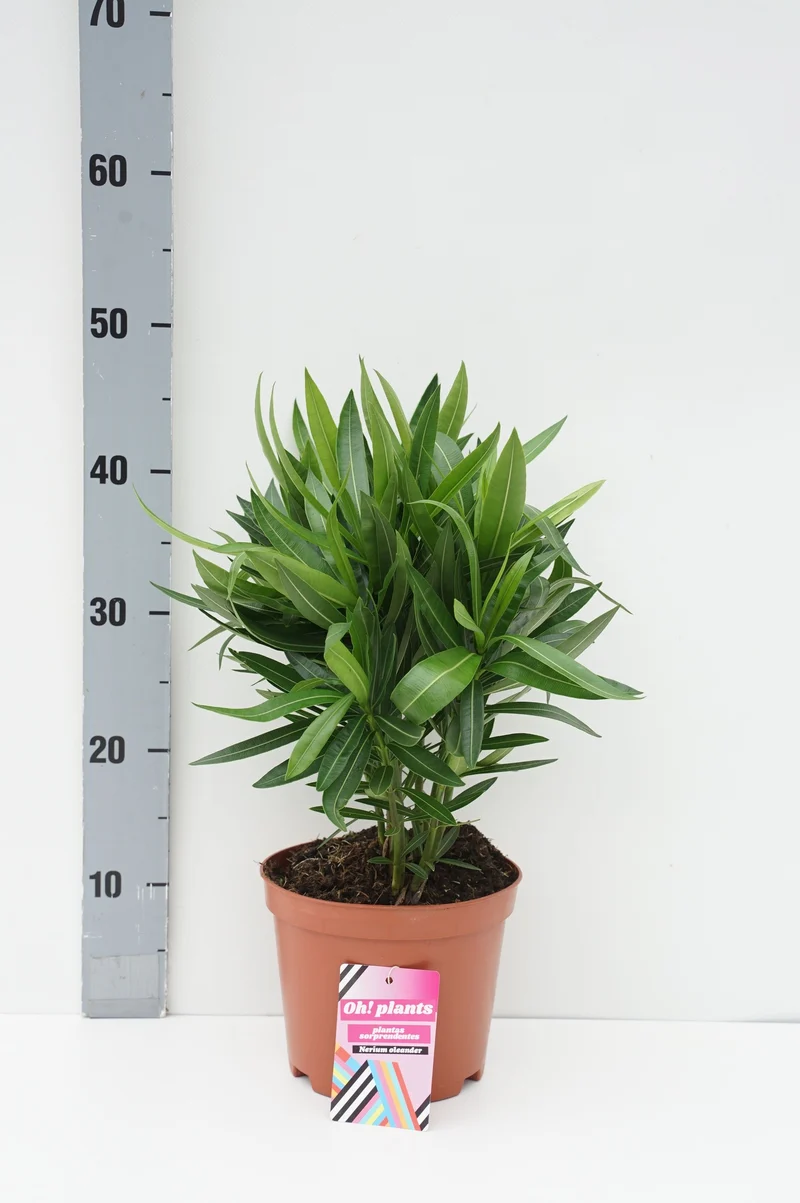 Nerium oleander 50-60 cm - C2,5 (2,5 liters kruka / 18 cm kruka)