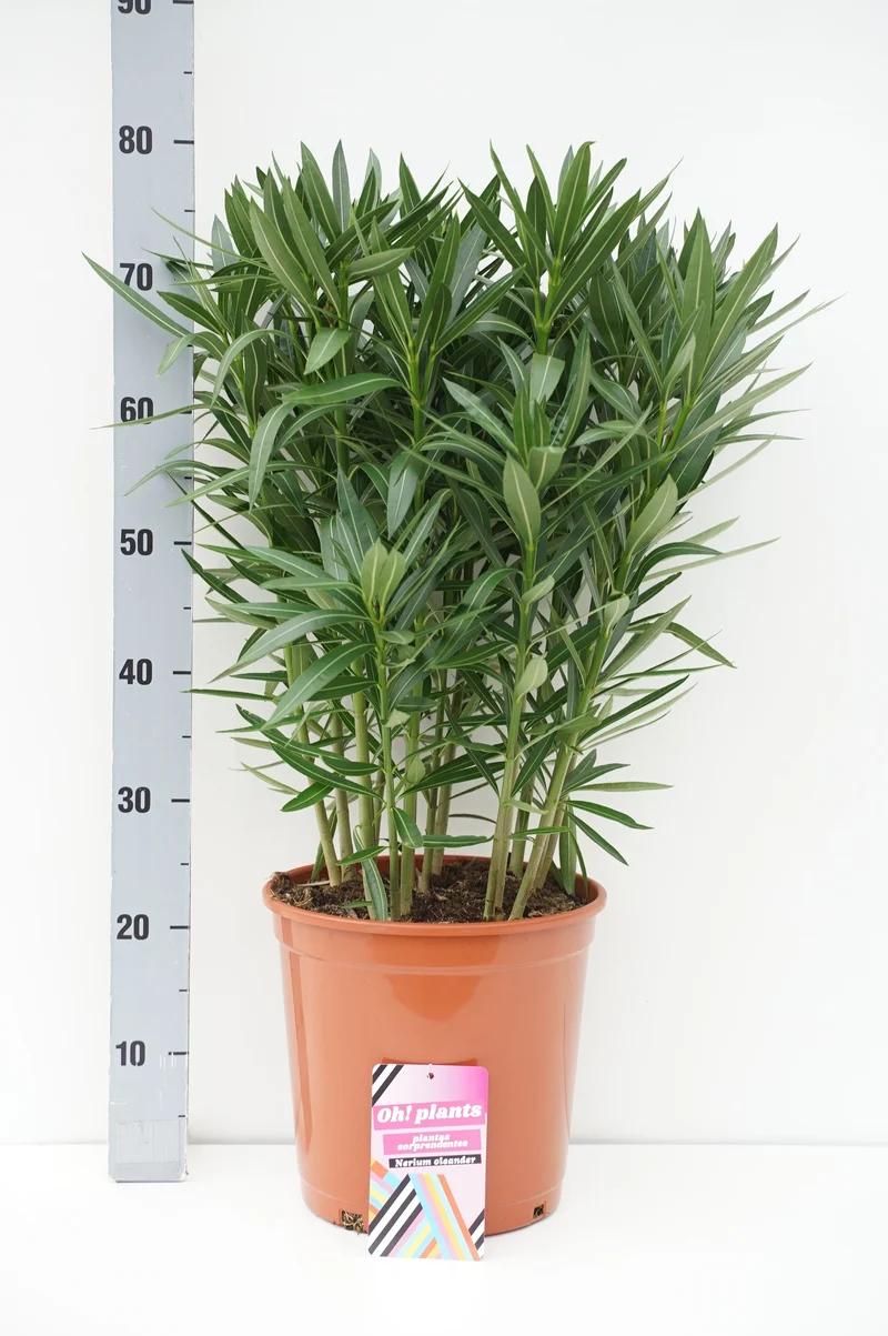 Nerium oleander C10 (10 liters kruka) 80-100 cm