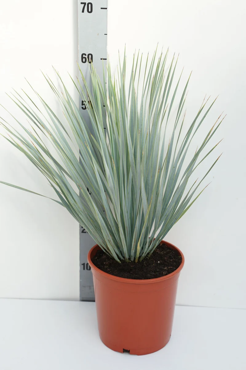 Yucca rostrata C5 (5 liters kruka) 30-40 cm