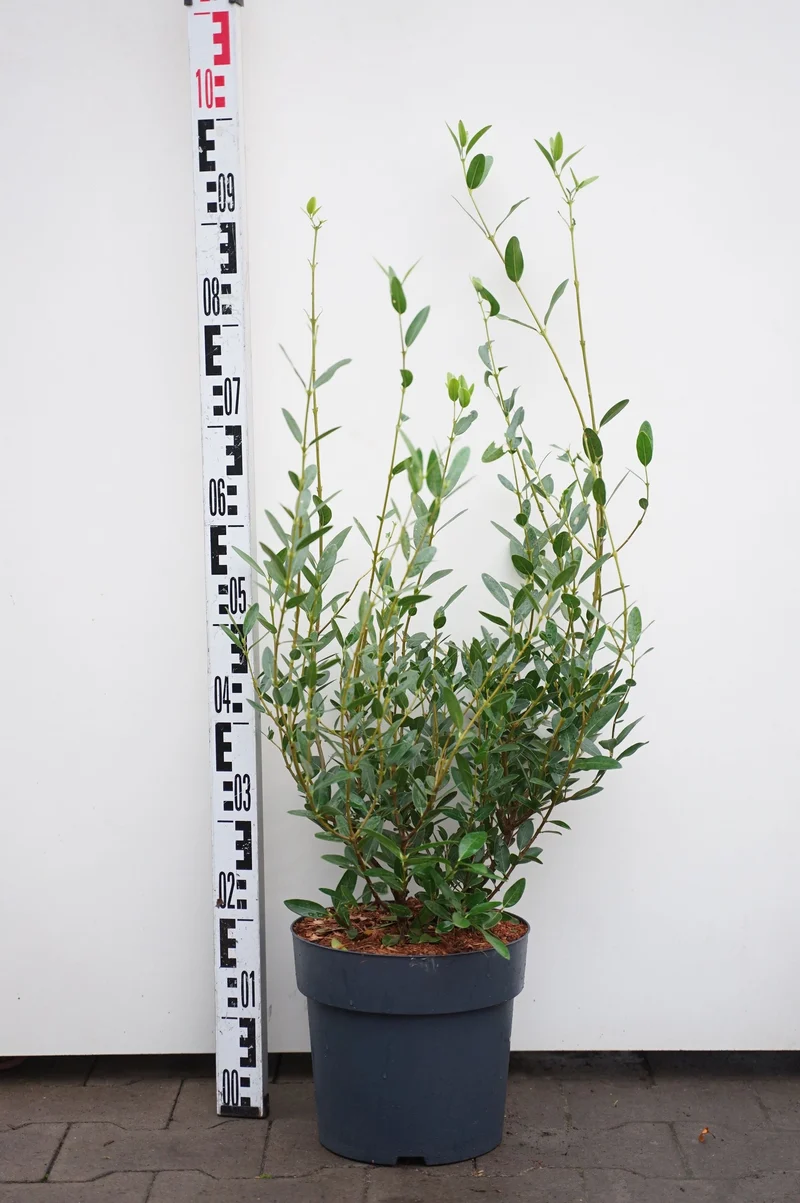 Phillyrea angustifolia 'Grand Prix'® C7 (7 liters kruka) 50-60 cm