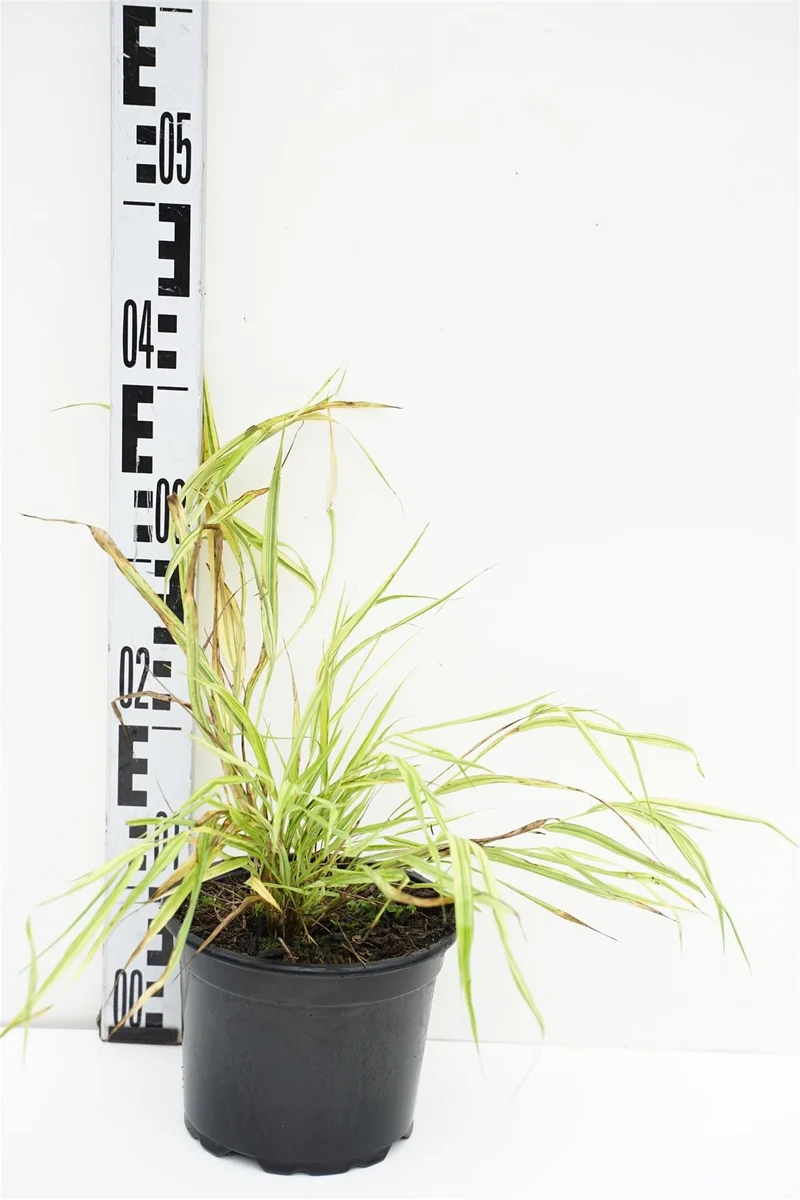 Hakonechloa macra 'Aureola' C2 (2 liters kruka)