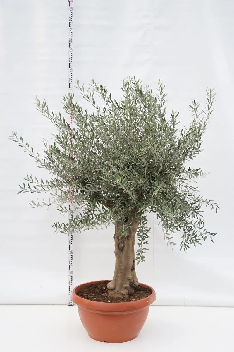 Olea europaea (Olivträd) 60 cm stam C90 (90 liters kruka)