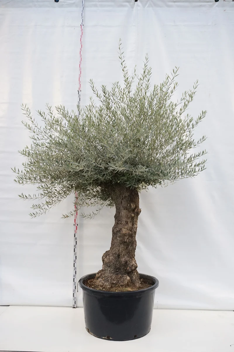 Olea europaea 'Hoji Blanca' - Stamhöjd 80-100 cm, Omkrets 100 cm, C285 (285 liters kruka)