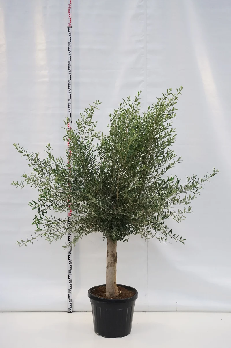 Olea europaea 80 cm stam C45 (45 liters kruka)