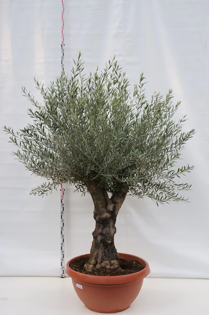 Olea europaea 70 cm stam C160 (160 liters kruka)