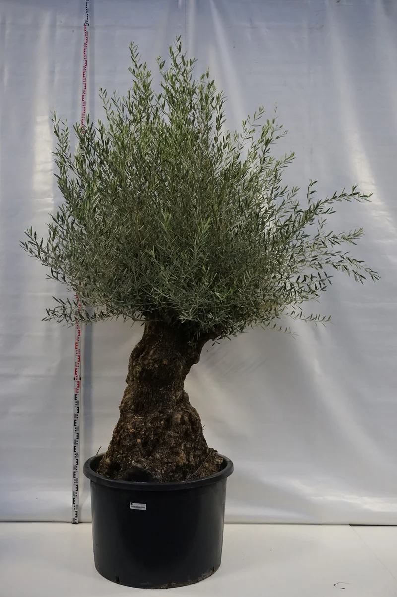 Olea eur. 'Hoji Blanca' 80 cm stam, omkrets 120-140 cm, C375 (375 liters kruka)