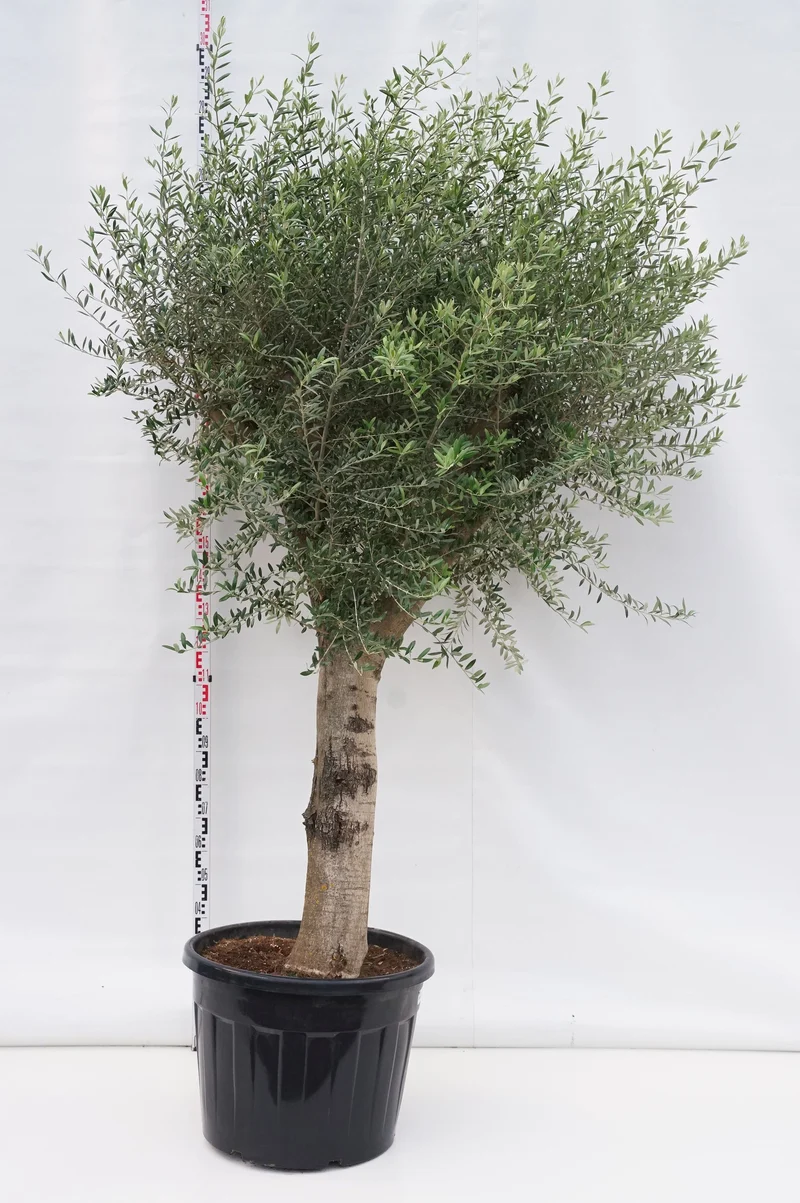 Olea europaea 80 cm stam, stamomfång 40/50 cm, C110 (110 liters kruka)